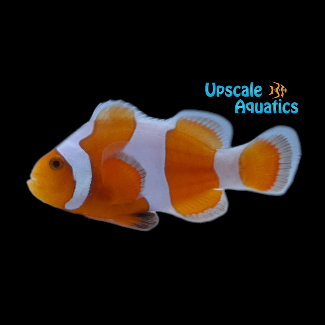 Tangerine Albino Ocellaris Clownfish (Amphiprion ocellaris)