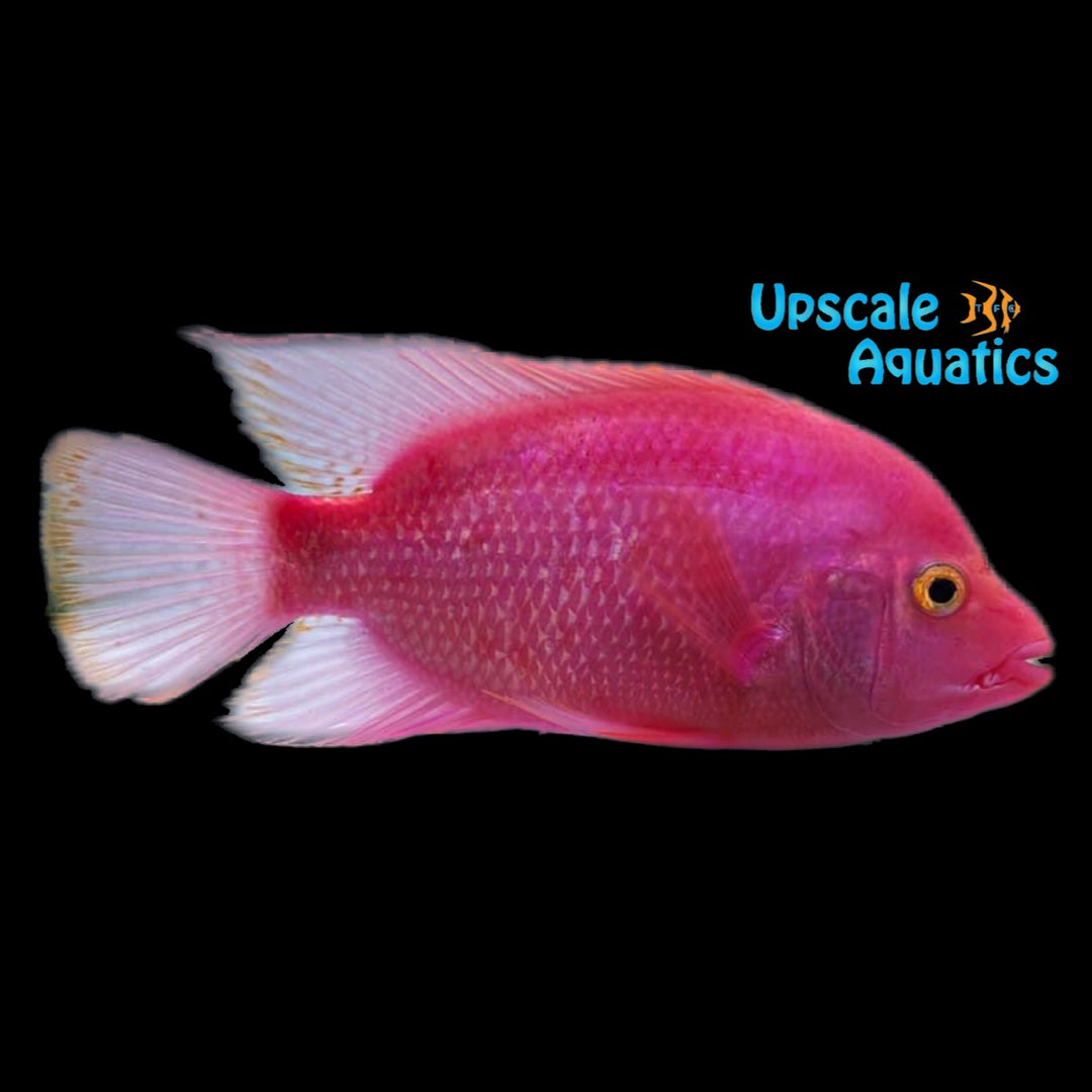 Purple Rose Queen Cichlid (Amphilophus citronellus x Vieja sp.)