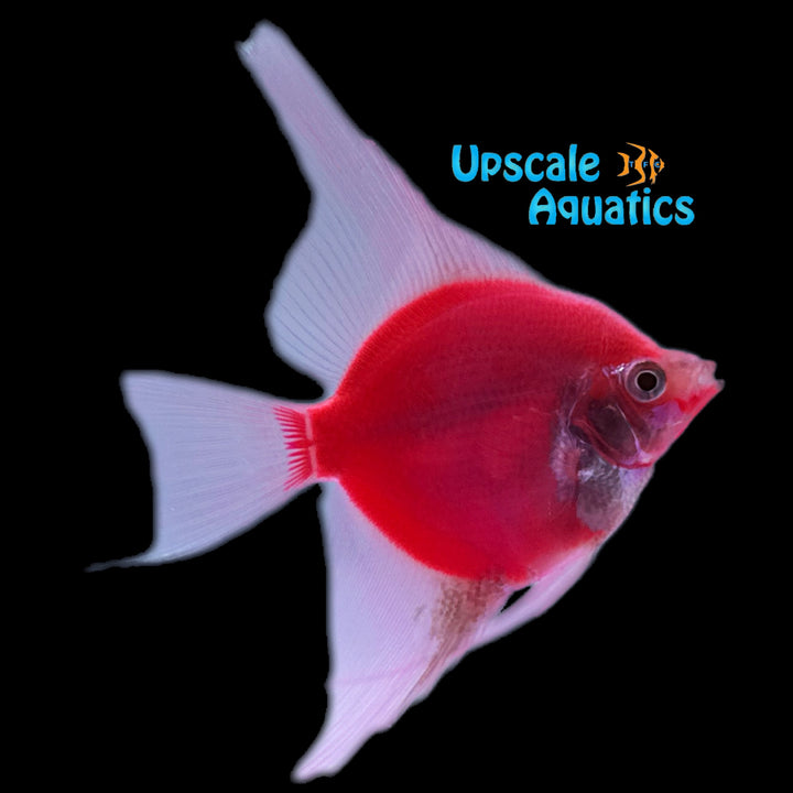 GloFish Angelfish (Pterophyllum scalare)