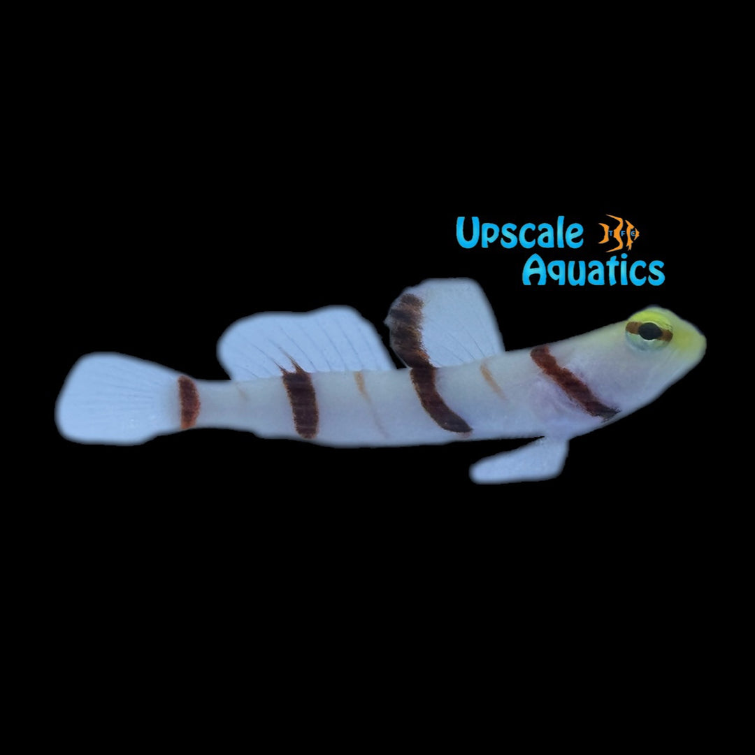 Yellownose Prawn Goby (Stonogobiops xanthorhinica)