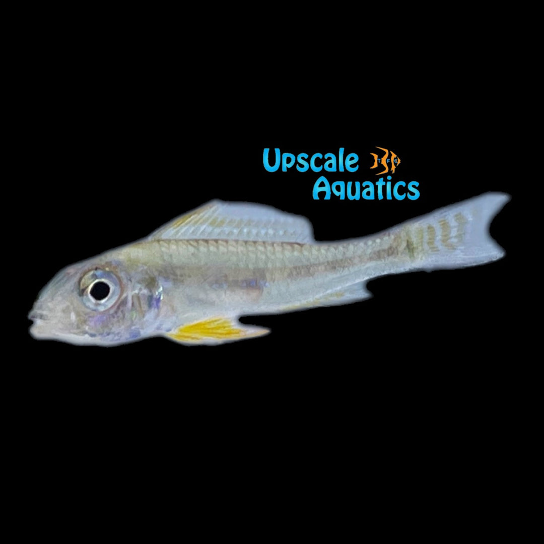 Orinoco Fairy Dwarf Cichlid (Biotecus dicentrarchus)