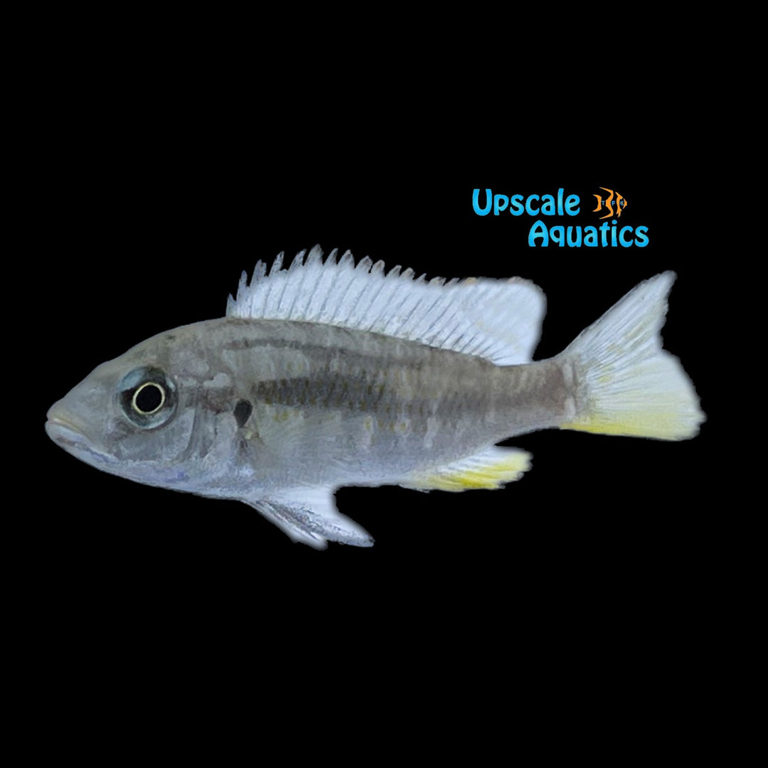 Eastern Happy Cichlid (Astatotilapia calliptera)