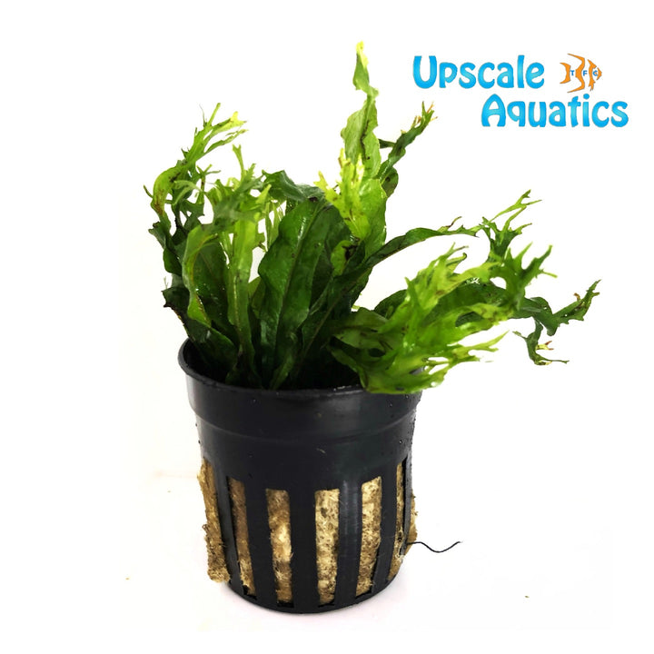 Lacy Java Fern (Microsorum pteropus 'Windelov')