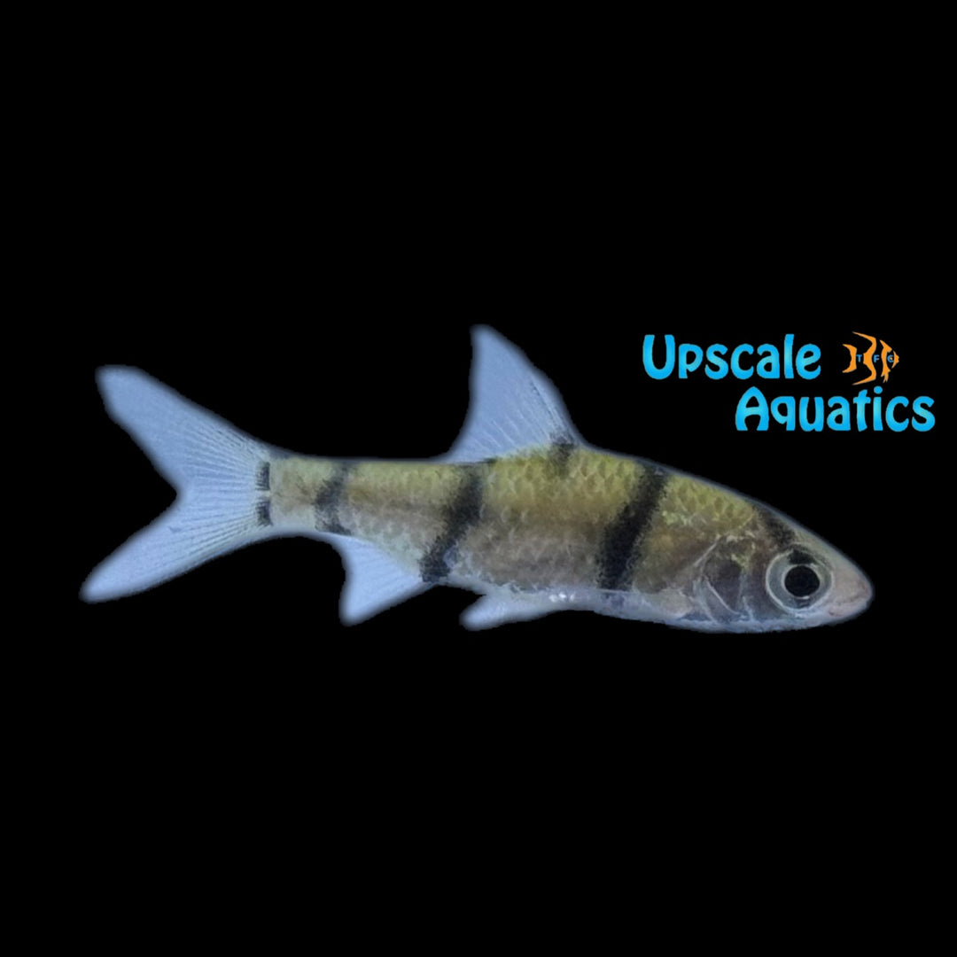 Convict Barb (Desmopuntius endecanalis)