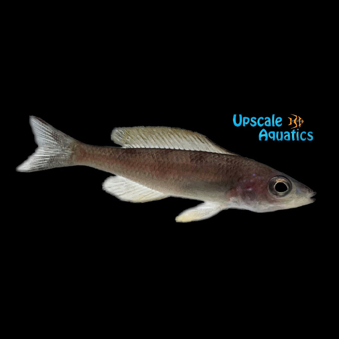 Cyprichromis Leptosoma 'Utinta'