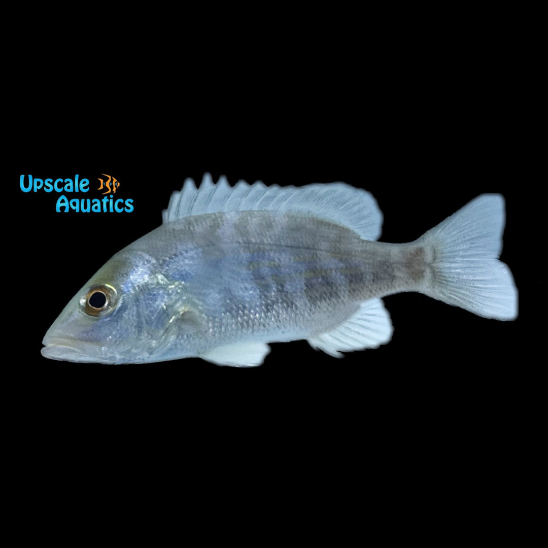Lane Snapper - Captive Bred (Lutjanus synagris)