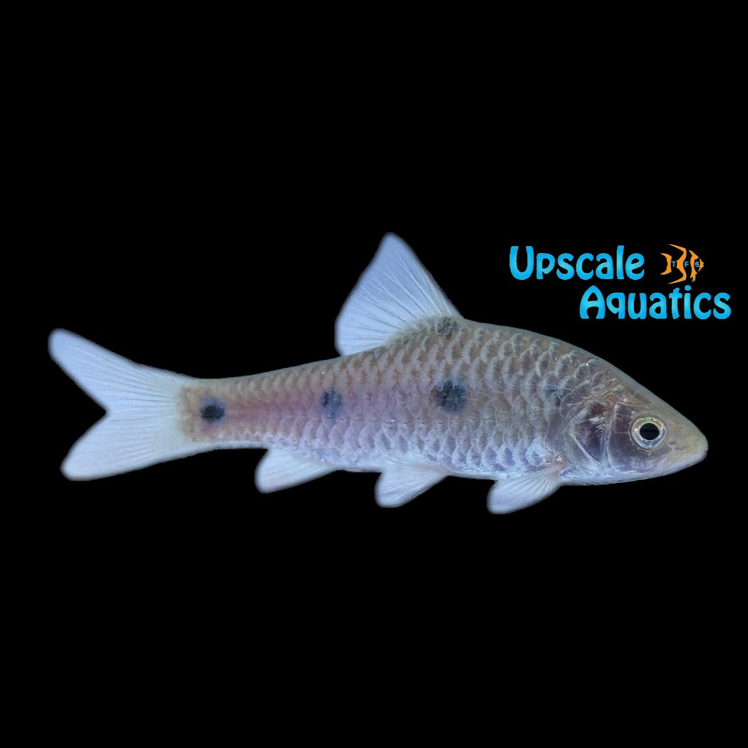 Borneo Spotted Barb (Barbodes sealei)