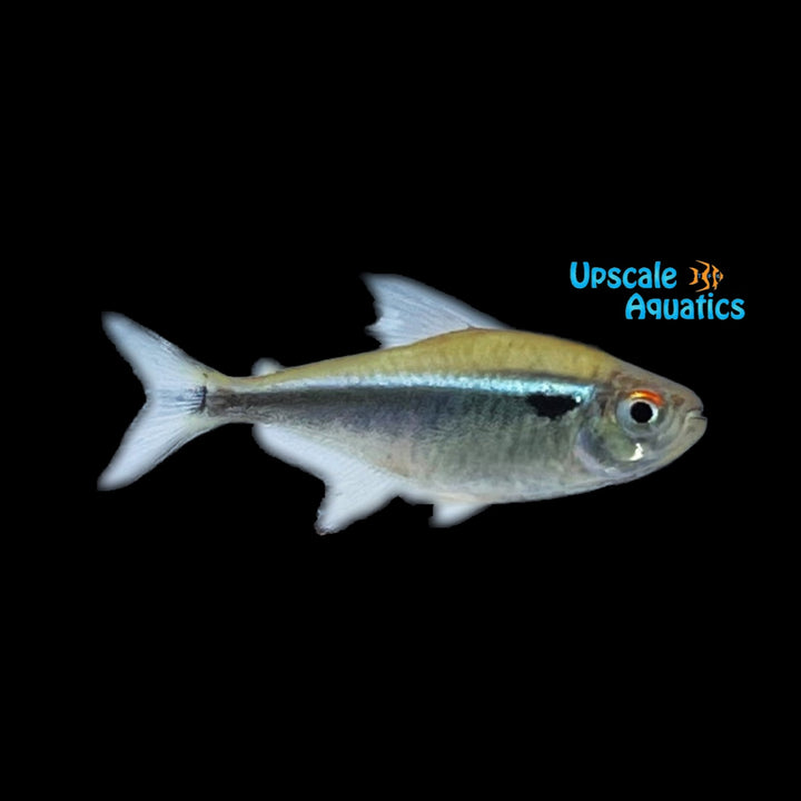 Black Neon Tetra ( Hyphessobrycon herbertaxelrodi)