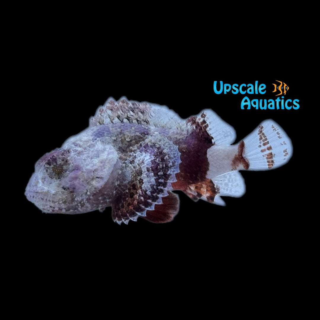 Mushroom Scorpionfish (Scorpaena inermis)