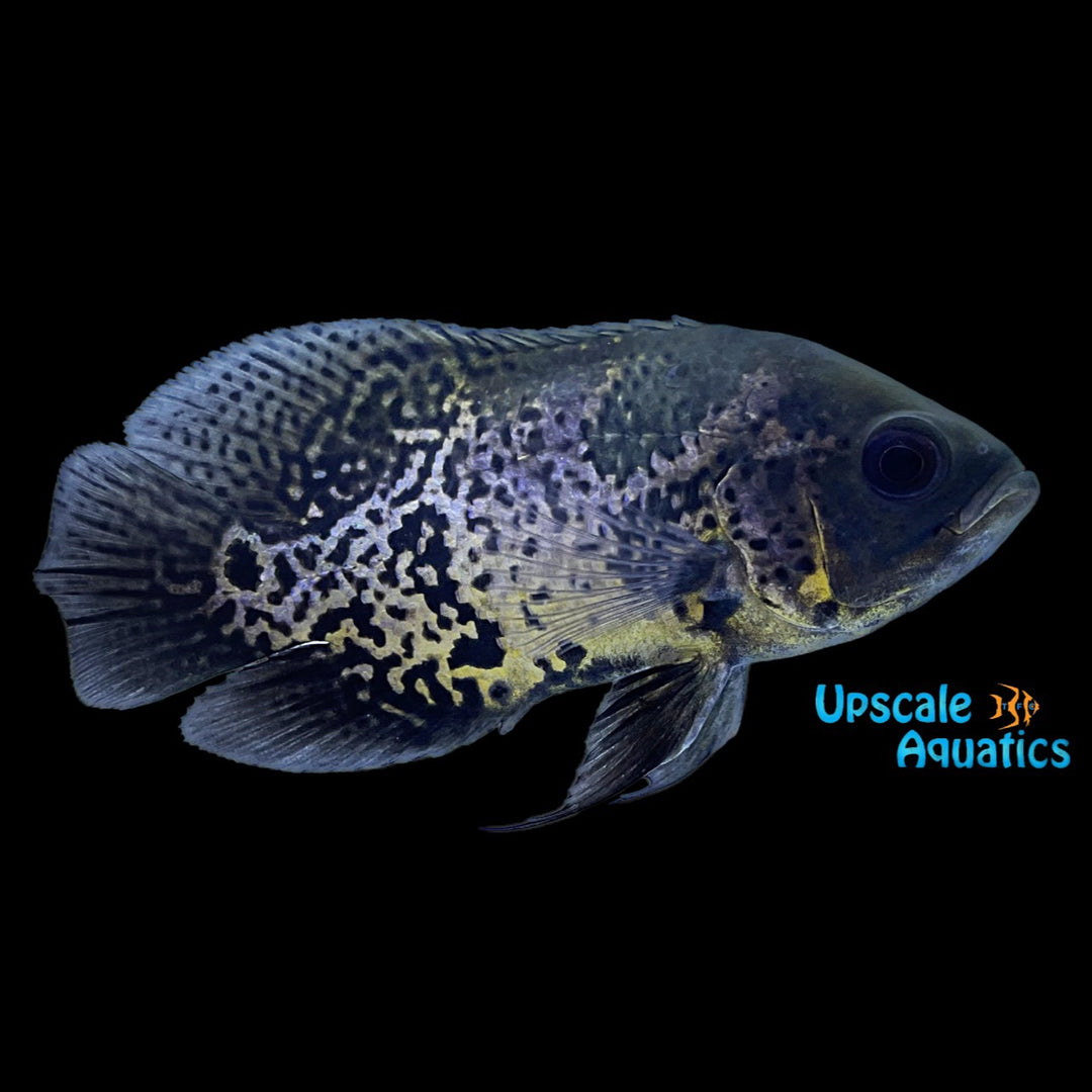 Leopard Oscar (Astronotus ocellatus)