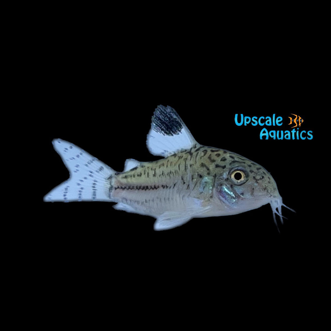 Three Stripe Cory (Corydoras trilineatus)