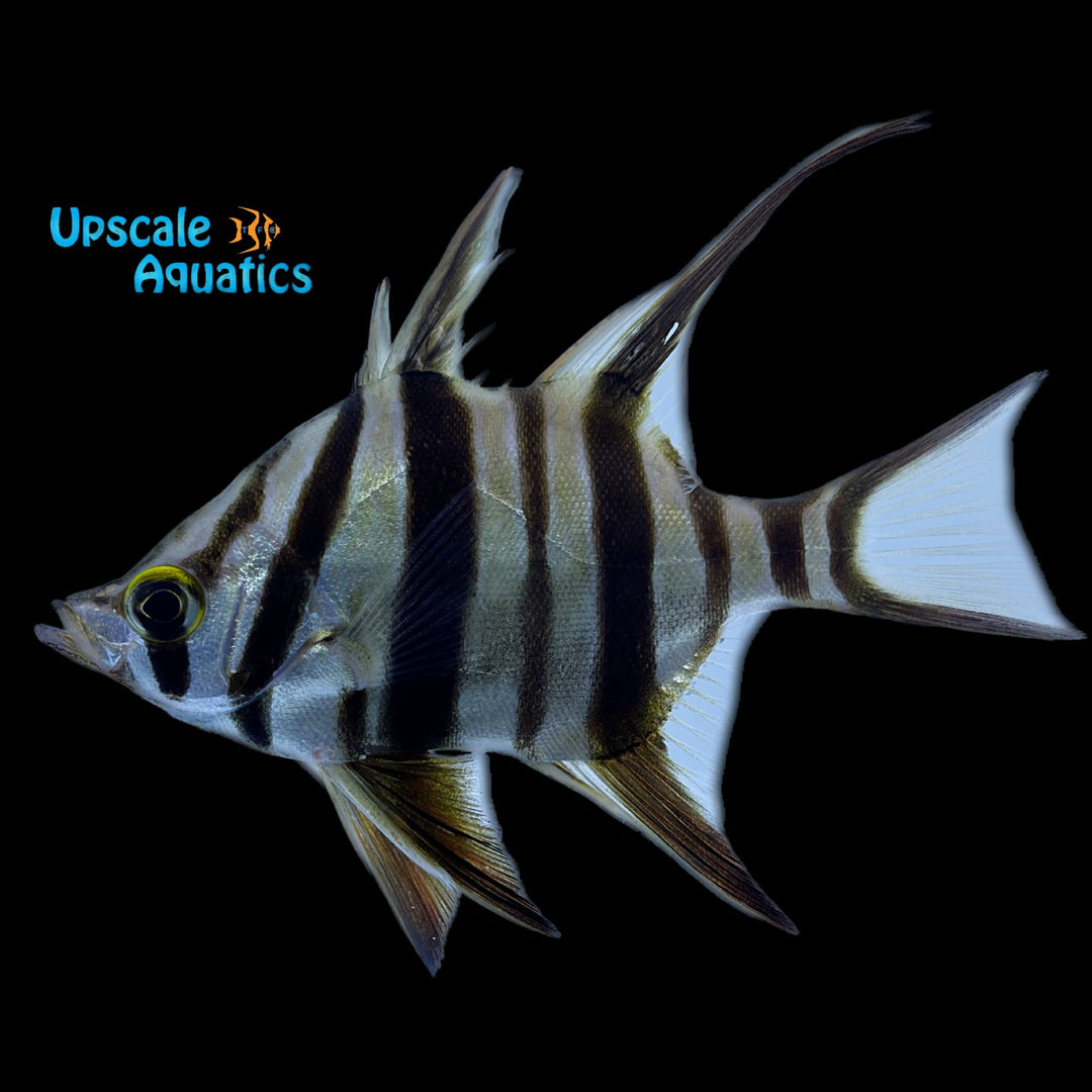 Old Wife Fish (Enoplosus armatus)