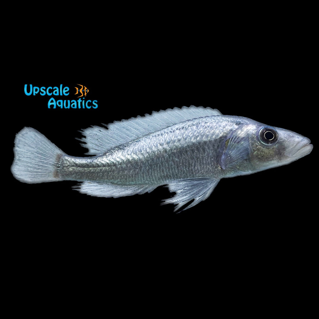 Haplochromis Thereuterion
