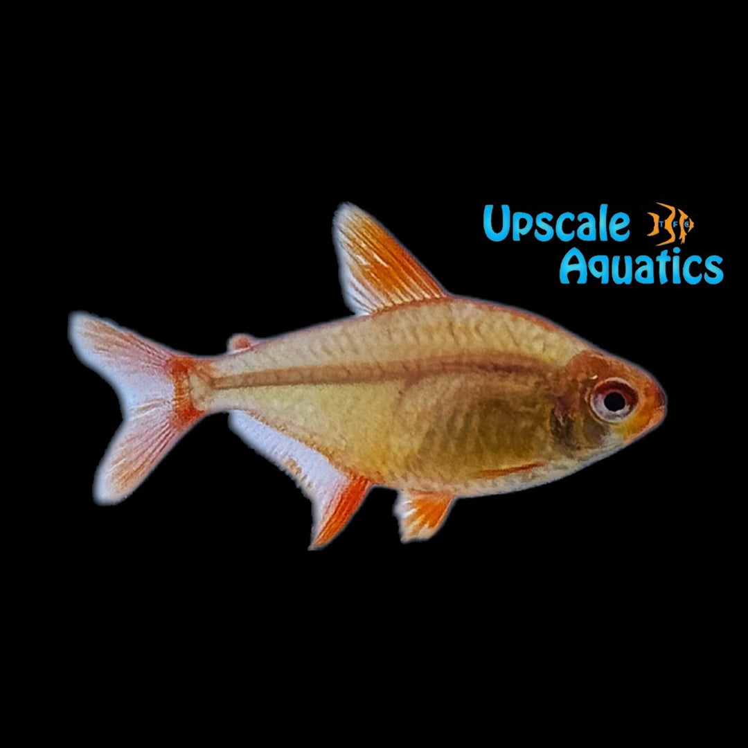Red Cherry Tetra 'Mato Grosso' (Hyphessobrycon sp. 'Mzuel 17771")