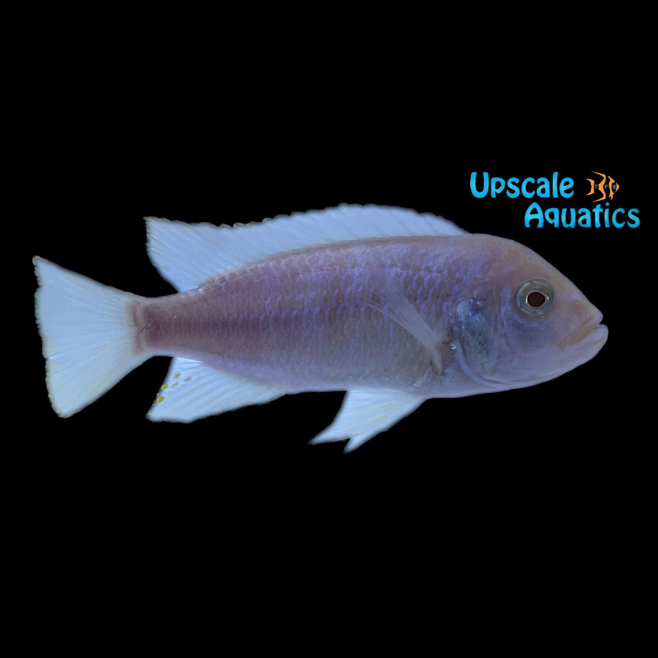 Albino Maison Reef Zebra Cichlid (Metriaclima sp. 'Zebra