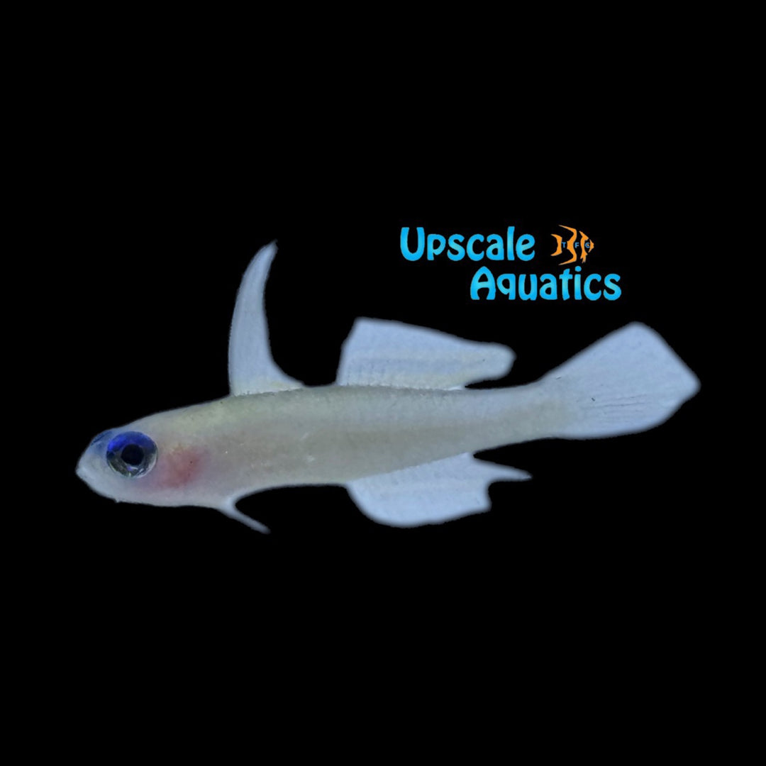 Colin's Fairy Goby (Tryssogobius colini)