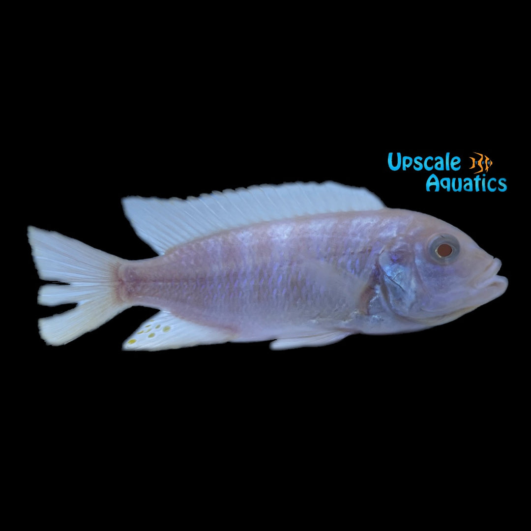 Albino Maison Reef Zebra Cichlid (Metriaclima sp. 'Zebra Chilumba' albino)