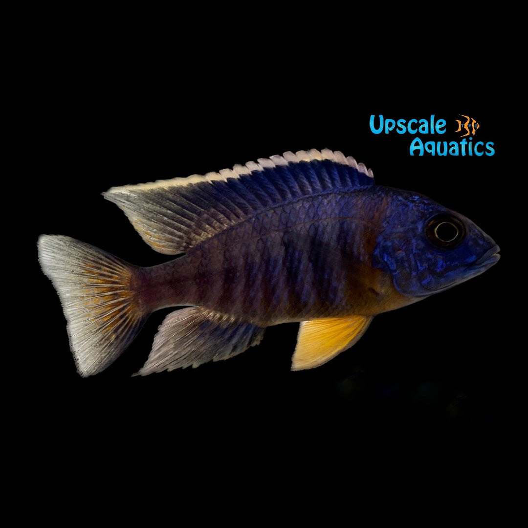 Maisoni Chitimba Peacock (Aulonocara stuartgranti 'Chitimba Bay Deep')