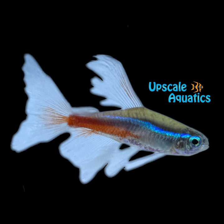Longfin Neon Tetra (Paracheirodon innesi longfin)