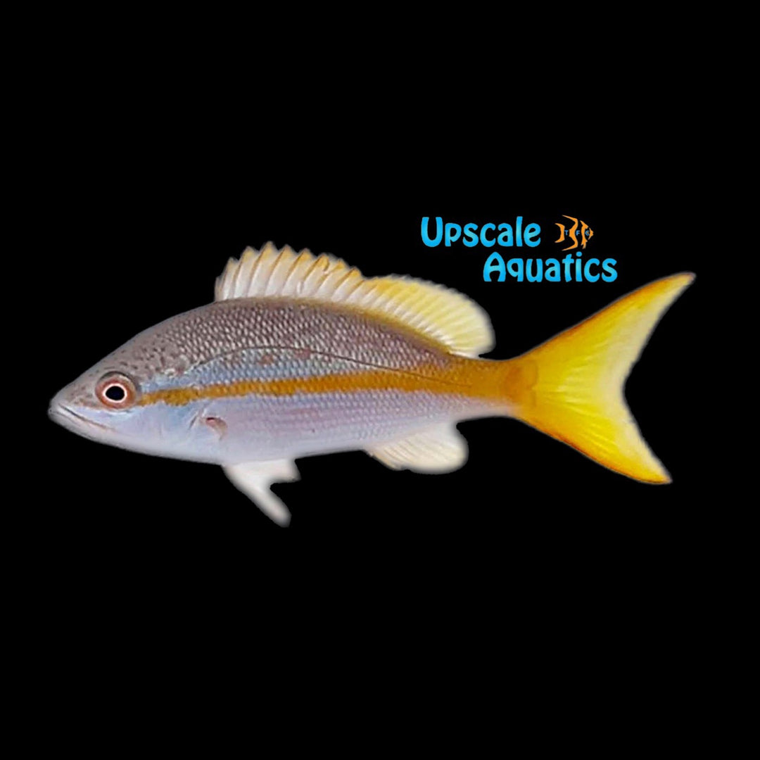 Yellowtail Snapper (Ocyurus chrysurus)