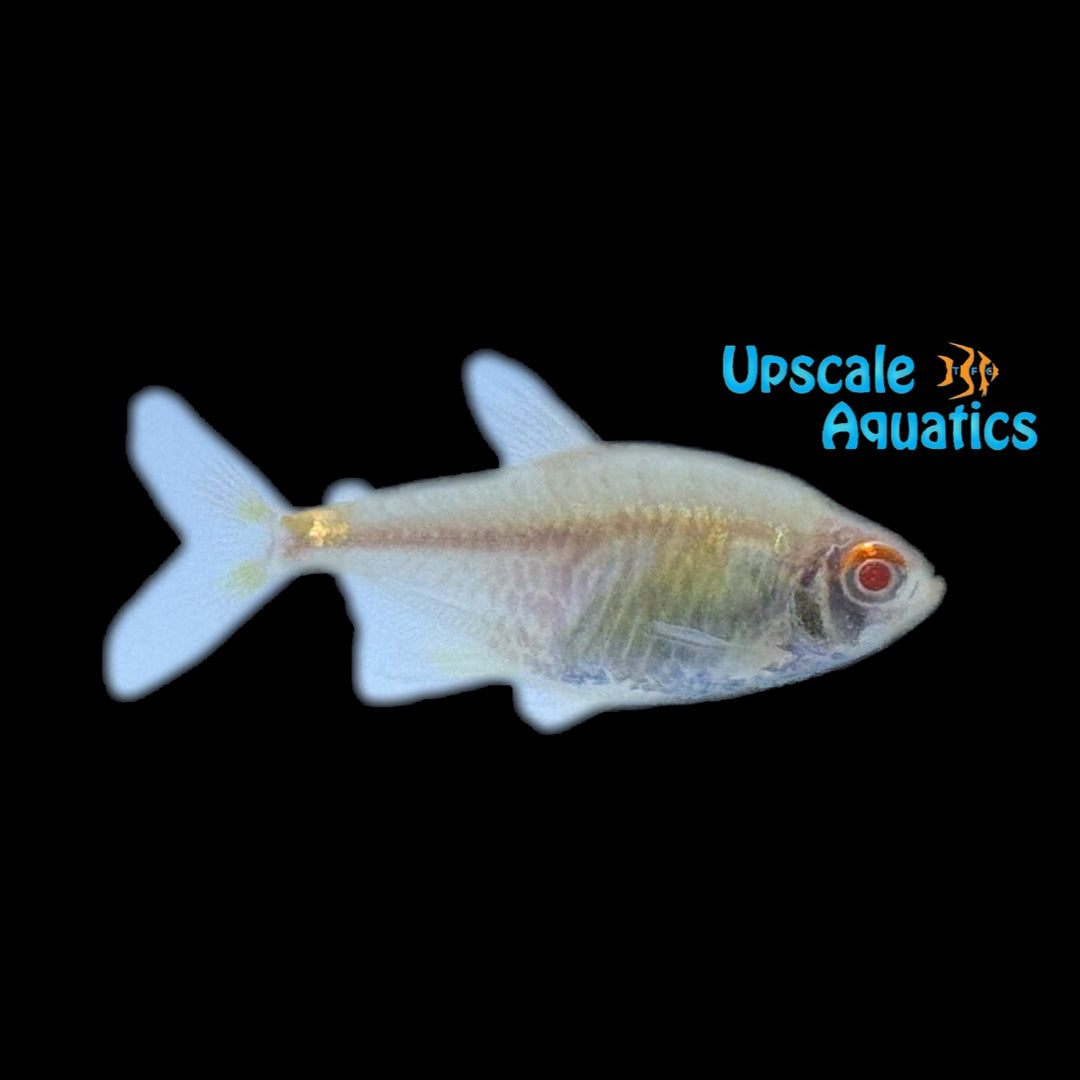 Albino Head and Tail Light Tetra (Hemigrammus ocellifer)