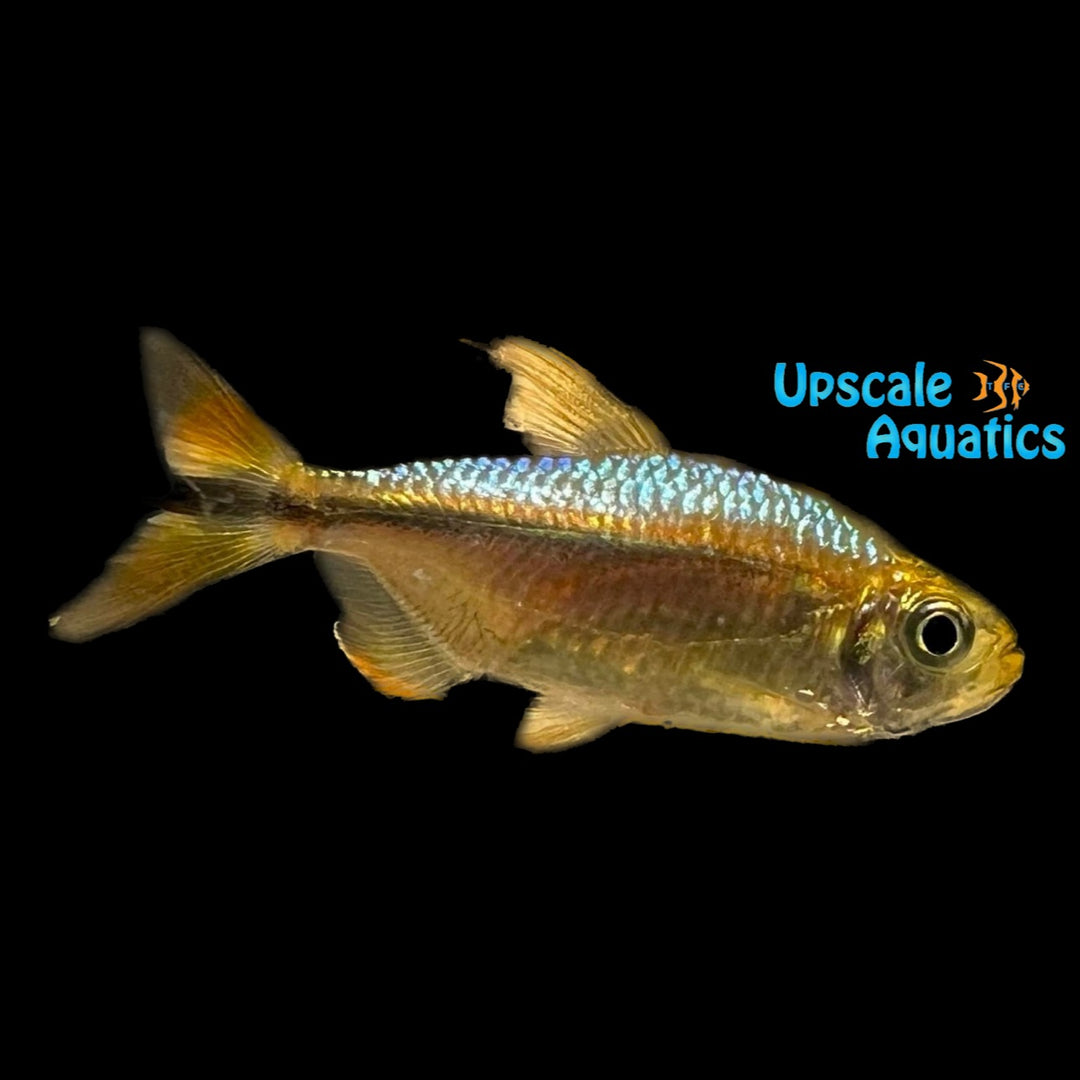 Hilgendorf's Rainbow Congo Tetra (Alestopeterius hilgendorfi)