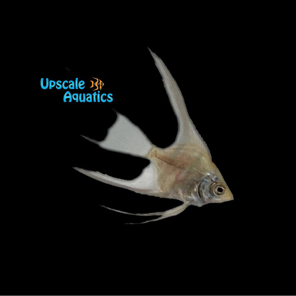 Avatar Turkey Green Angelfish (Pterophyllum scalare)