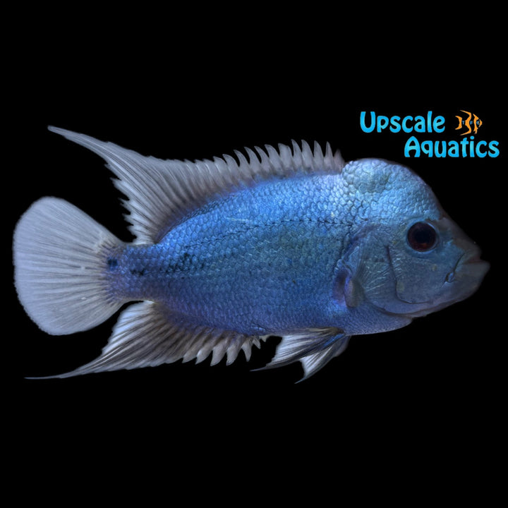 Thai Silk Flowerhorn (Cichlasoma sp. x)