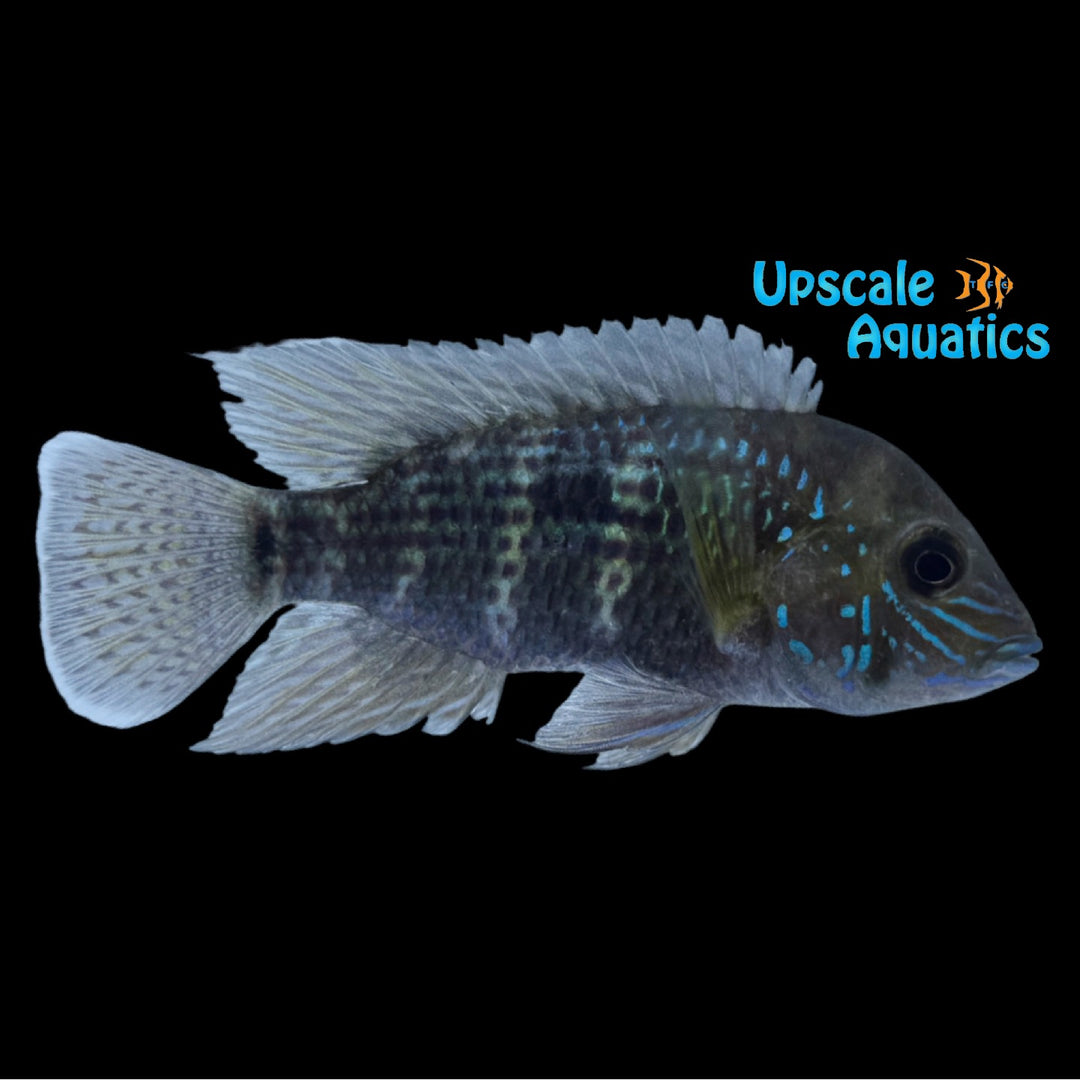 Silver Saum Cichlid (Andinoacara rivulatus)