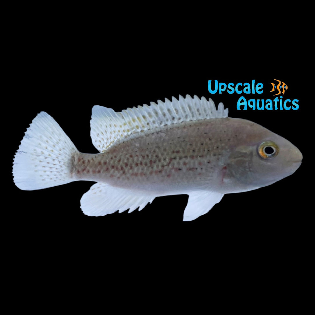 Siebold's Cichlid (Talamancaheros sieboldii)