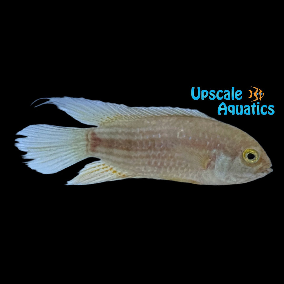 Dwarf Striped Acara (Nannacara taenia)