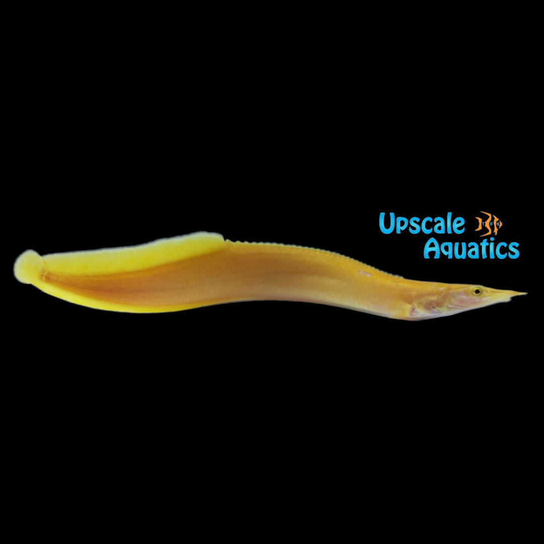 Golden Fire Eel (Mastacembelus unicolor golden)