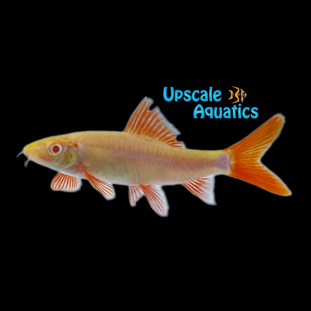 Albino Rainbow Shark (Epalzeorhynchos frenatum)