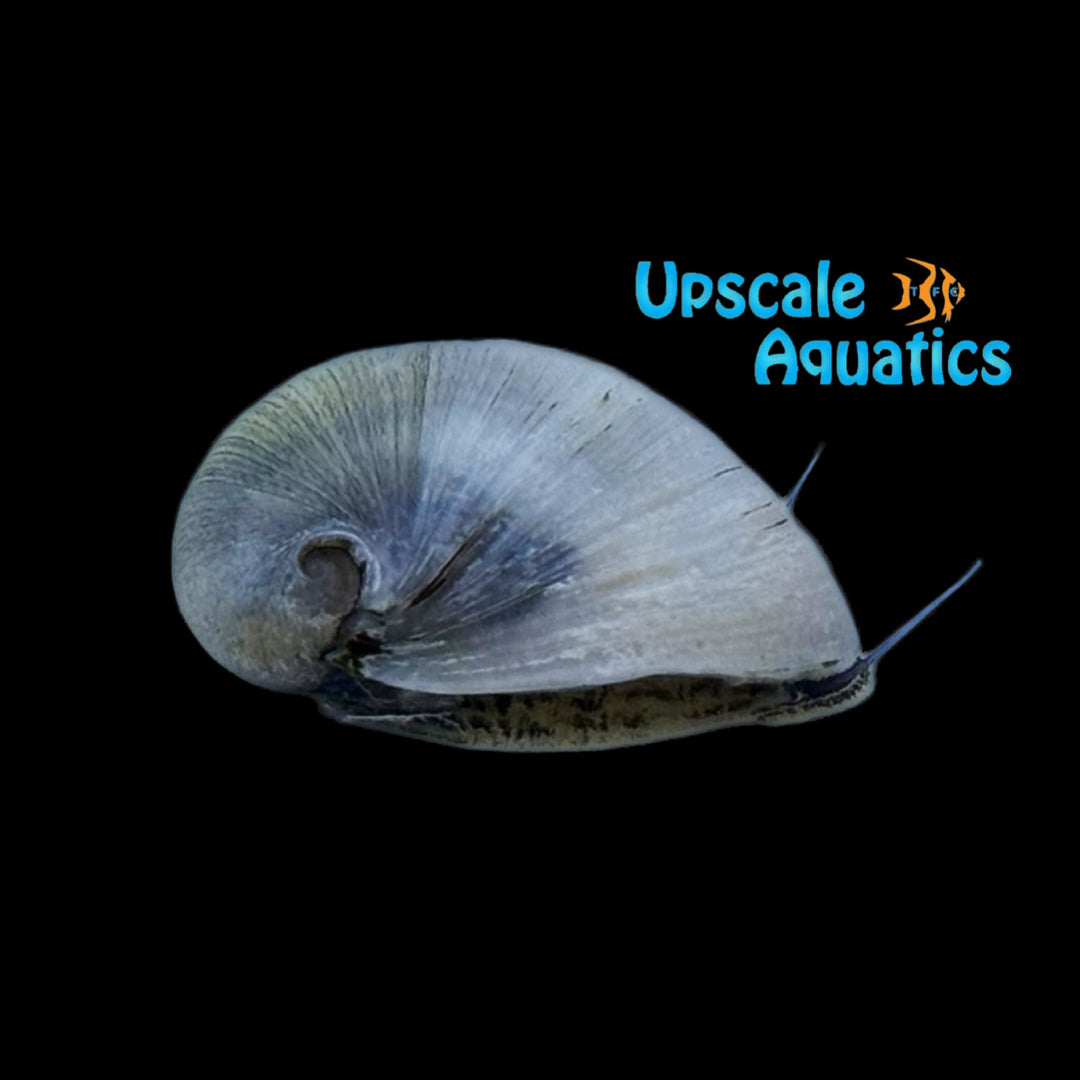 Beluga Nerite Snail (Neritina pulligera sp. beluga)