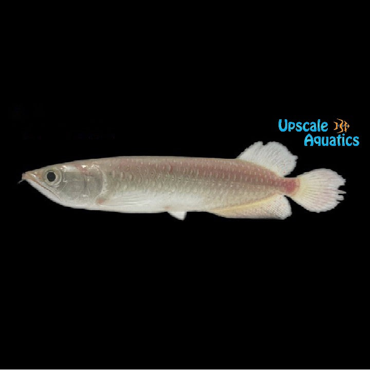 Jardini Arowana (Scleropages jardinii)