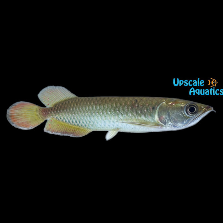 Jardini Arowana (Scleropages jardinii)