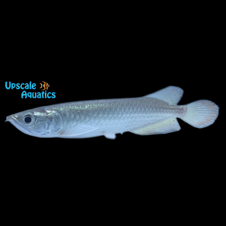 Jardini Arowana (Scleropages jardinii)