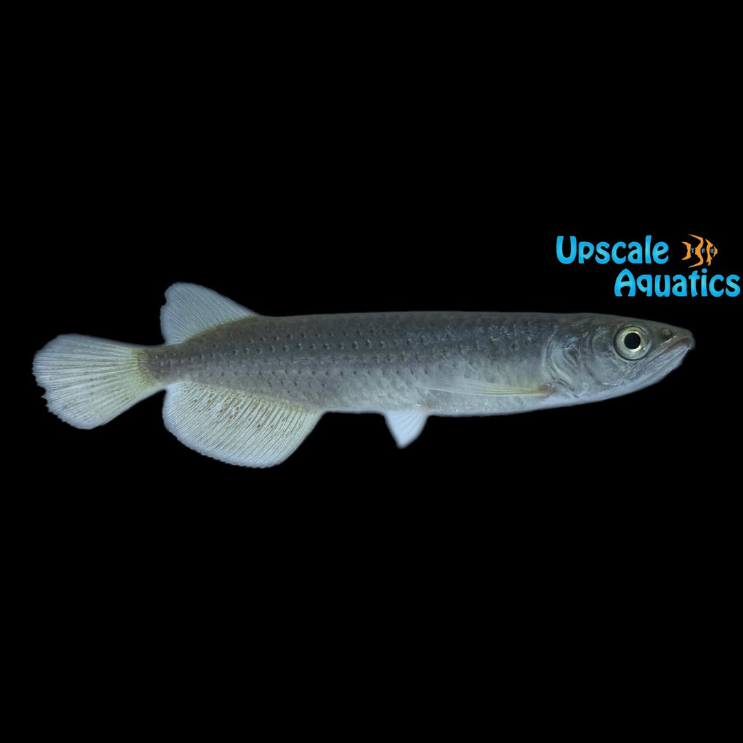 Red Spotted Arowana (Scleropages leichardti)