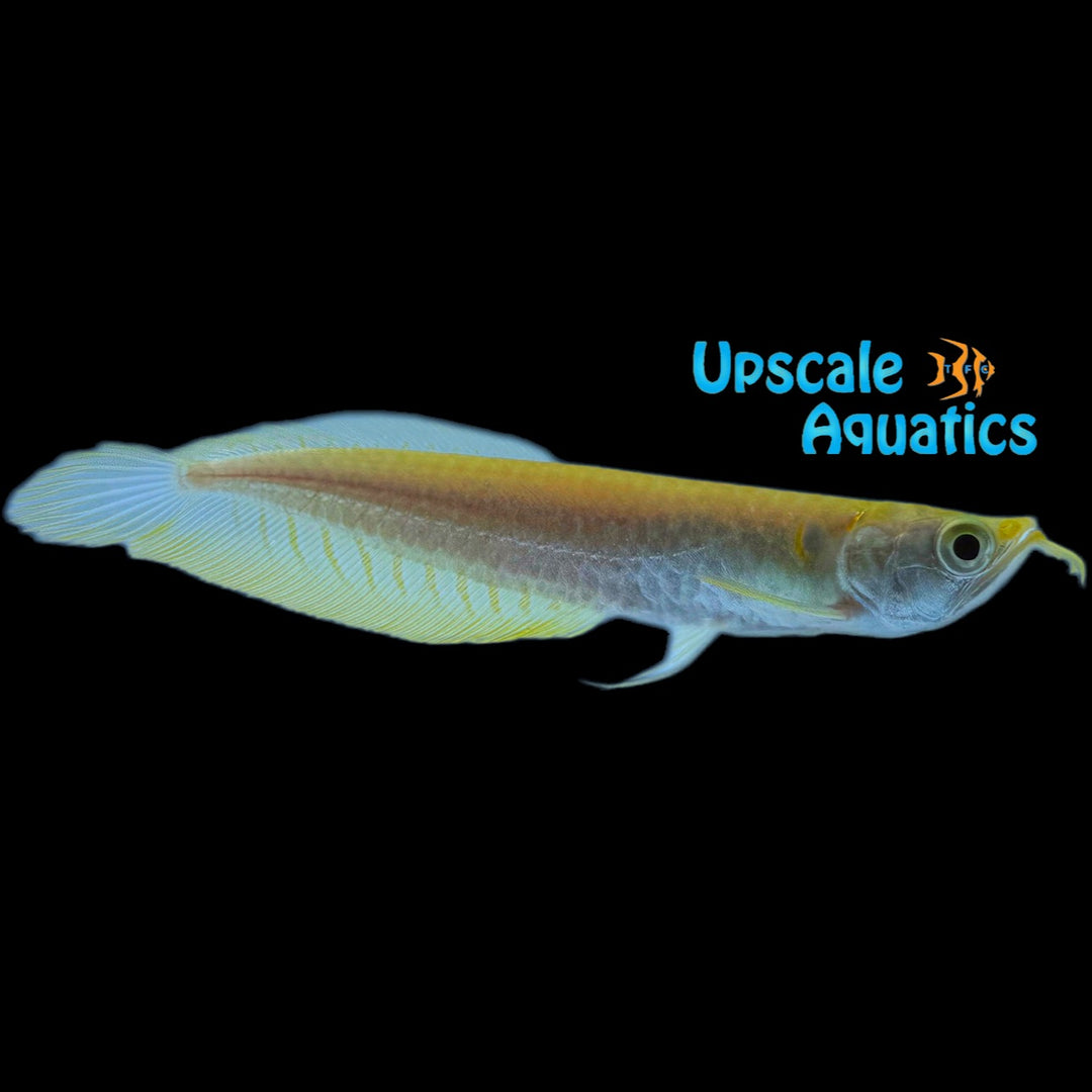 Albino Banana Silver Arowana (Osteoglossum bicirrhosum albino banana)