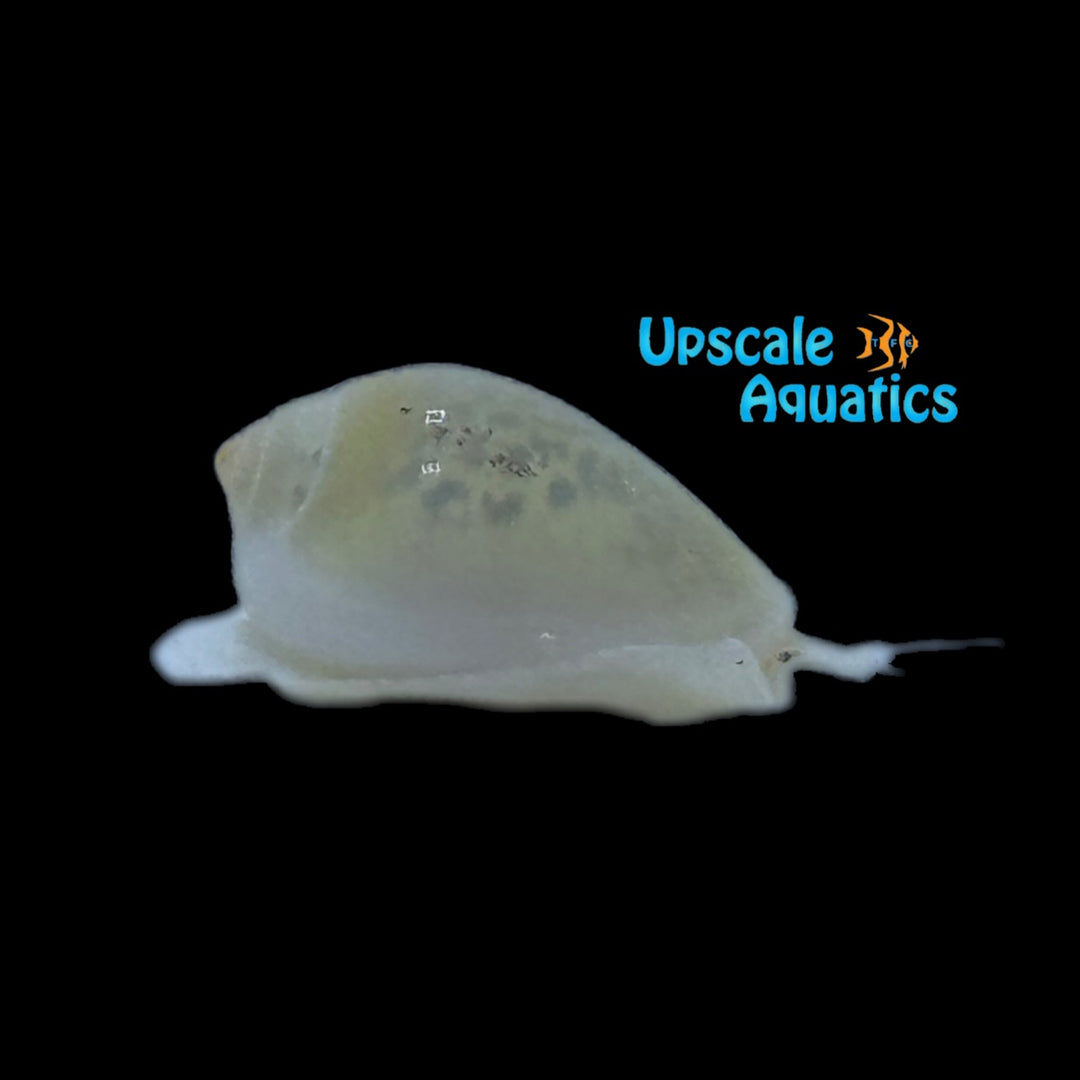 Glowing Marginella Snail (Marginella plumiosum)