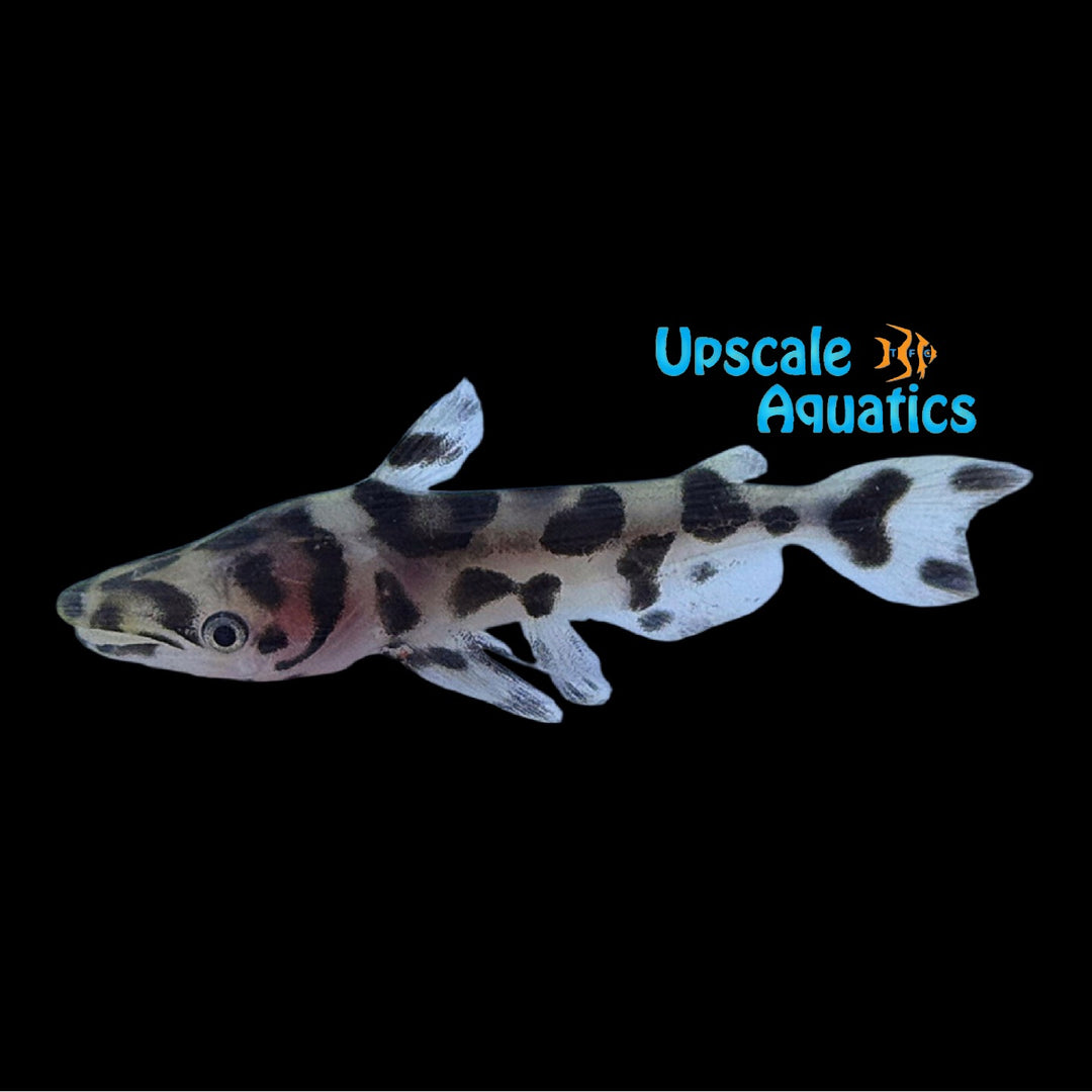 Jaguar Dolphin Catfish (Ageneiosus marmoratus)