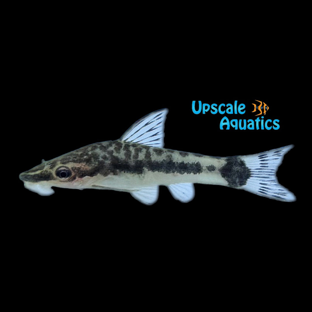 Dwarf Otocinclus (Otocinclus macrospilus)