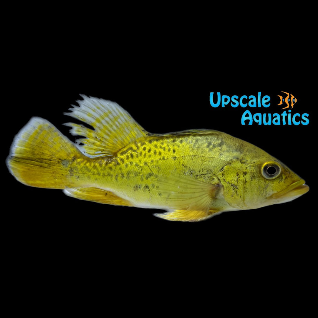 Shortbody Spider Kelberi Peacock Bass (Cichla kelberi spider)