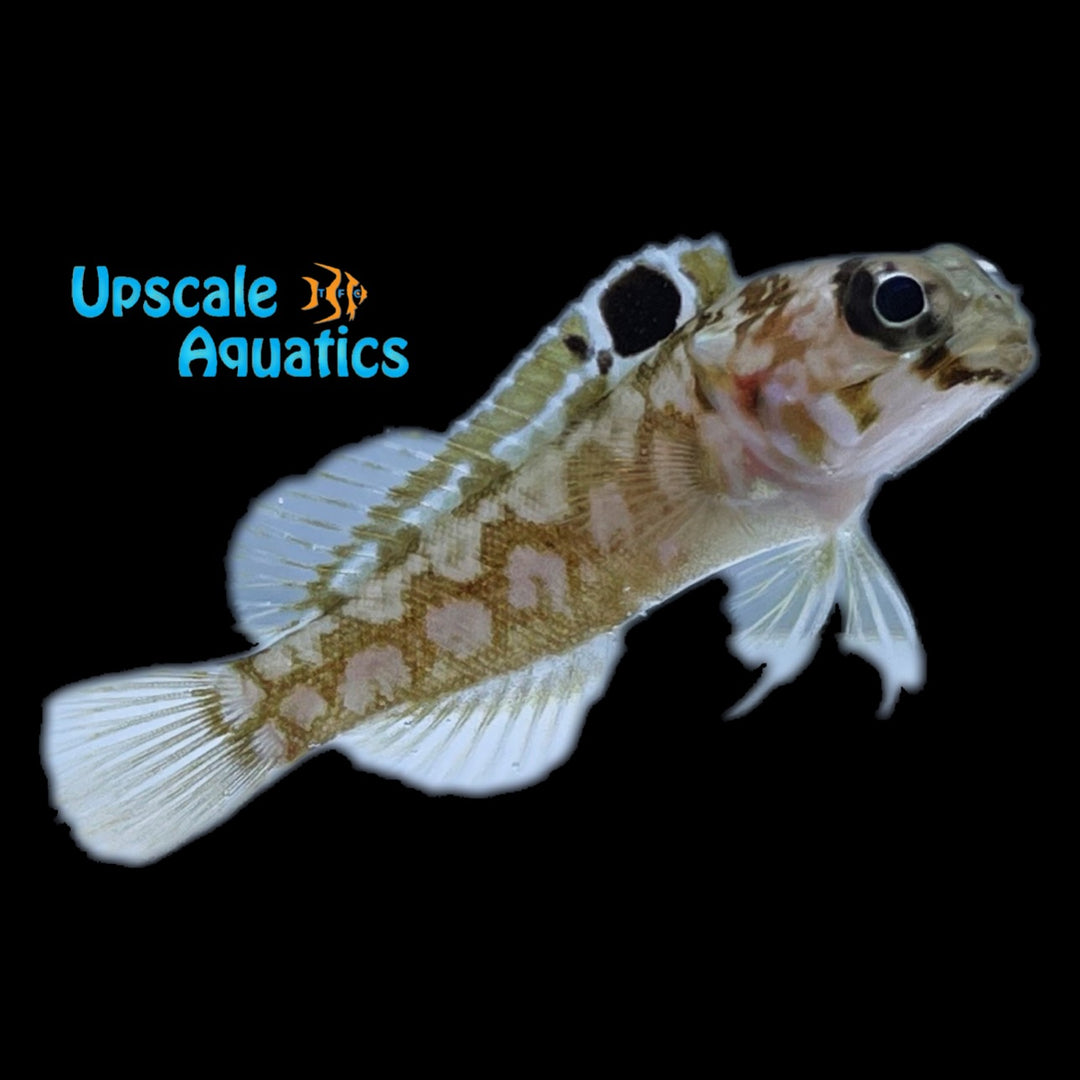 Chinstrap Jawfish (Opistognathus sp. 6)