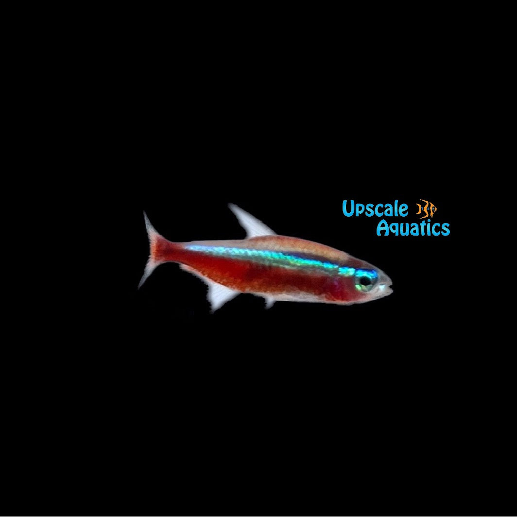 Cardinal Tetra - Wild (Paracheirodon axelrodi)