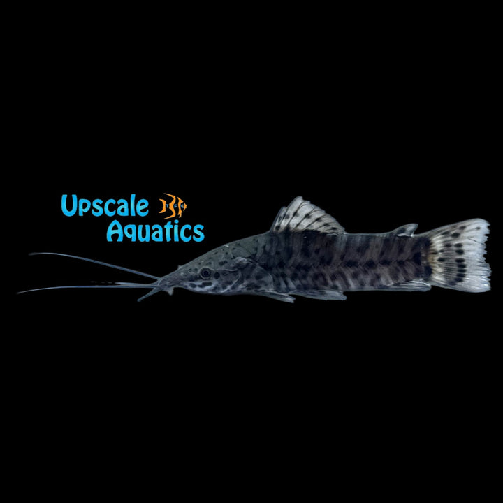 Tail Bar Hoplo Catfish (Megalechis picta)