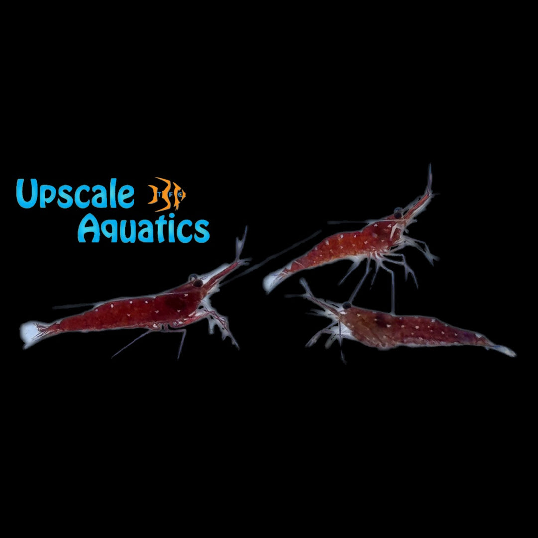 Cardinal Sulawesi Shrimp (Caridina dennerli)