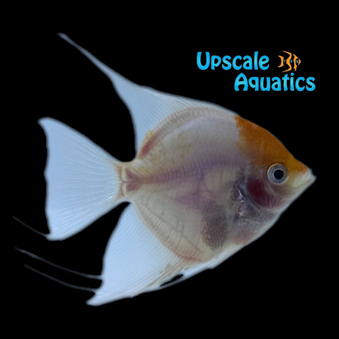 Red Cap Angelfish (Pterophyllum scalare)