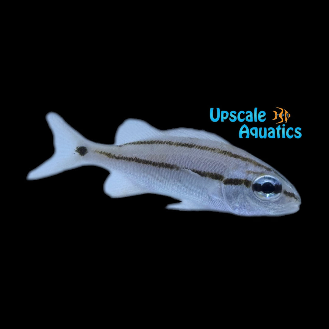 Tomtate Grunt (Haemulon aurolineatum)