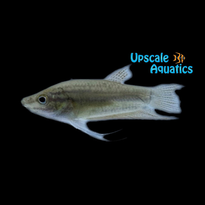 Croaking Gourami (Trichopsis vittata)